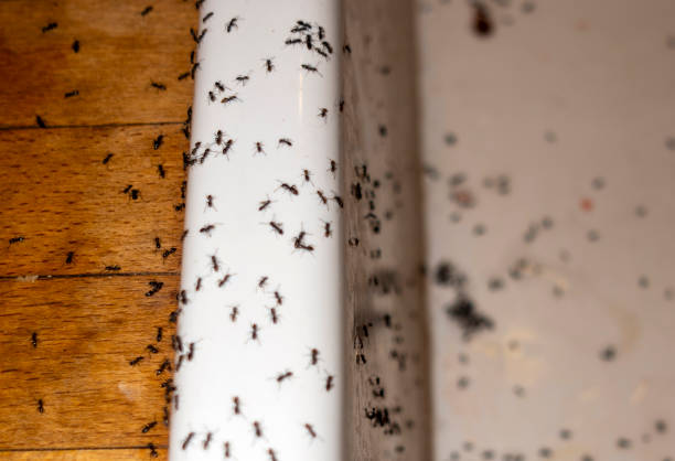 Best Termite Control Services  in Moose Wilson Road, WY