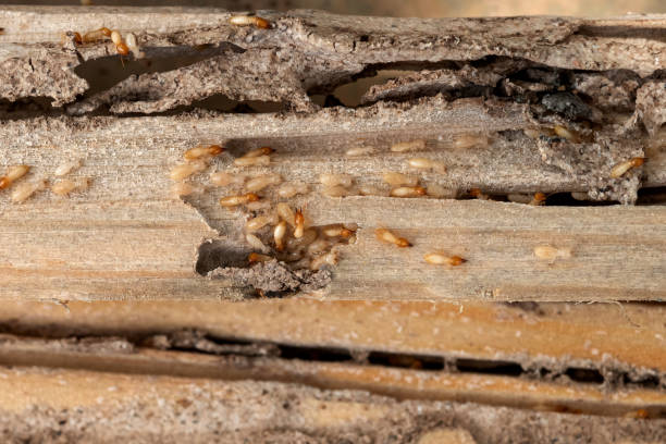 Best Pest Control Near Me  in Moose Wilson Road, WY