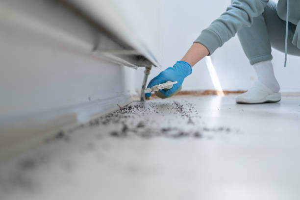 Best Affordable Pest Control Services  in Moose Wilson Road, WY